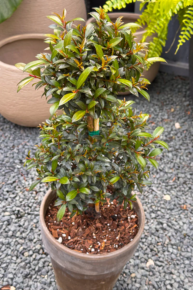 Eugenia, Topiary (Double Ball) 8" - Image 2