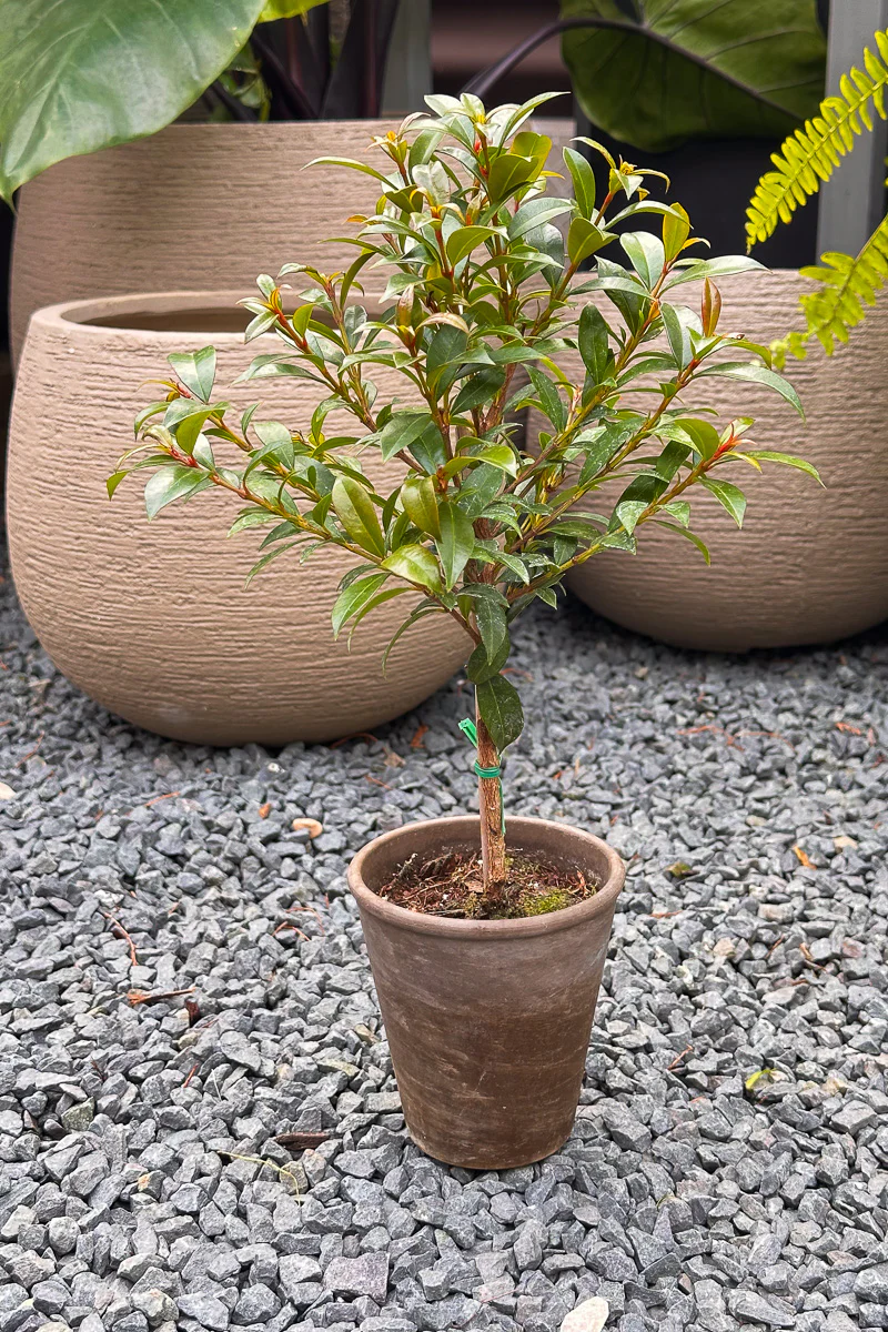 Eugenia, Topiary (Single Ball) 4"