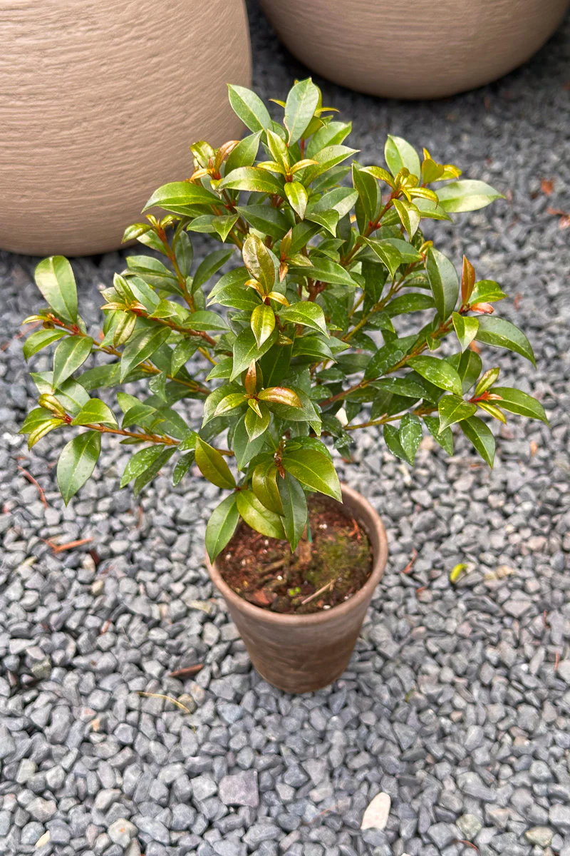 Eugenia, Topiary (Single Ball) 4" - Image 2