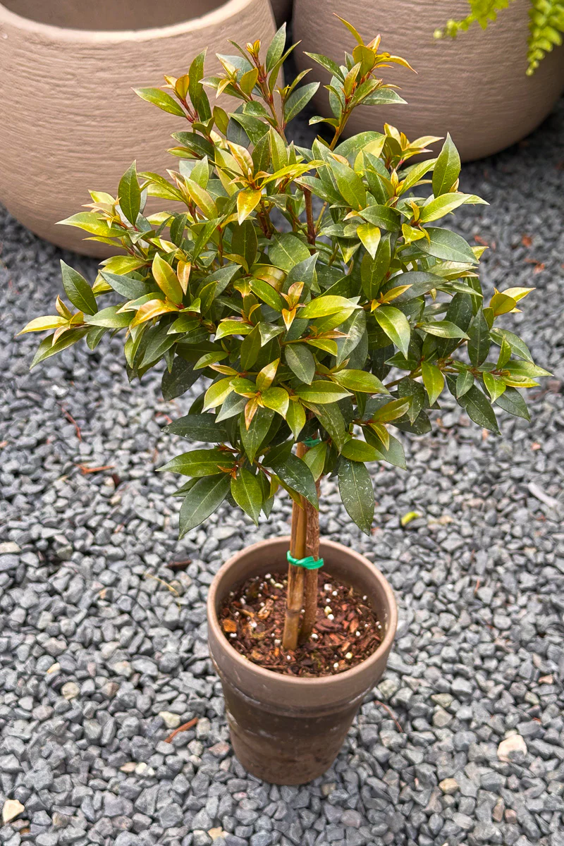 Eugenia, Topiary Single Ball 5" Grey Clay Pot