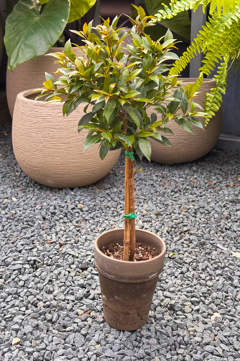 Eugenia, Topiary Single Ball 5" Grey Clay Pot - Image 2