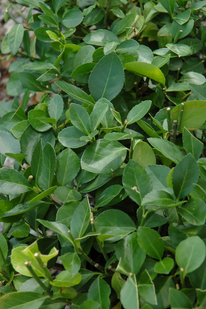 Euonymus, Manhattan - Image 2