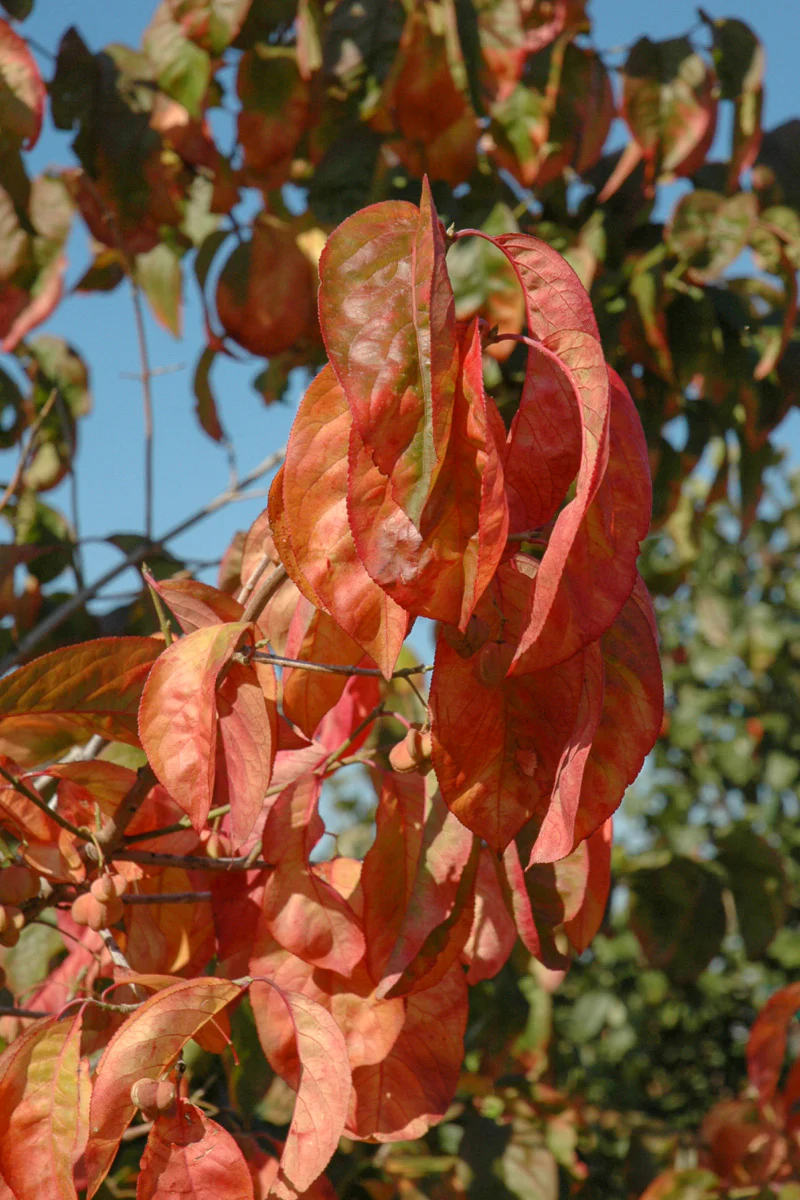 Euonymus Eastern Wahoo