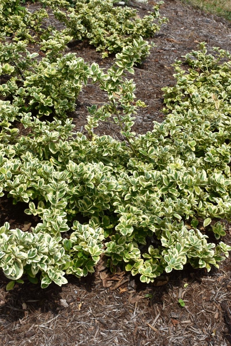 Euonymus, Gold Splash - Image 2