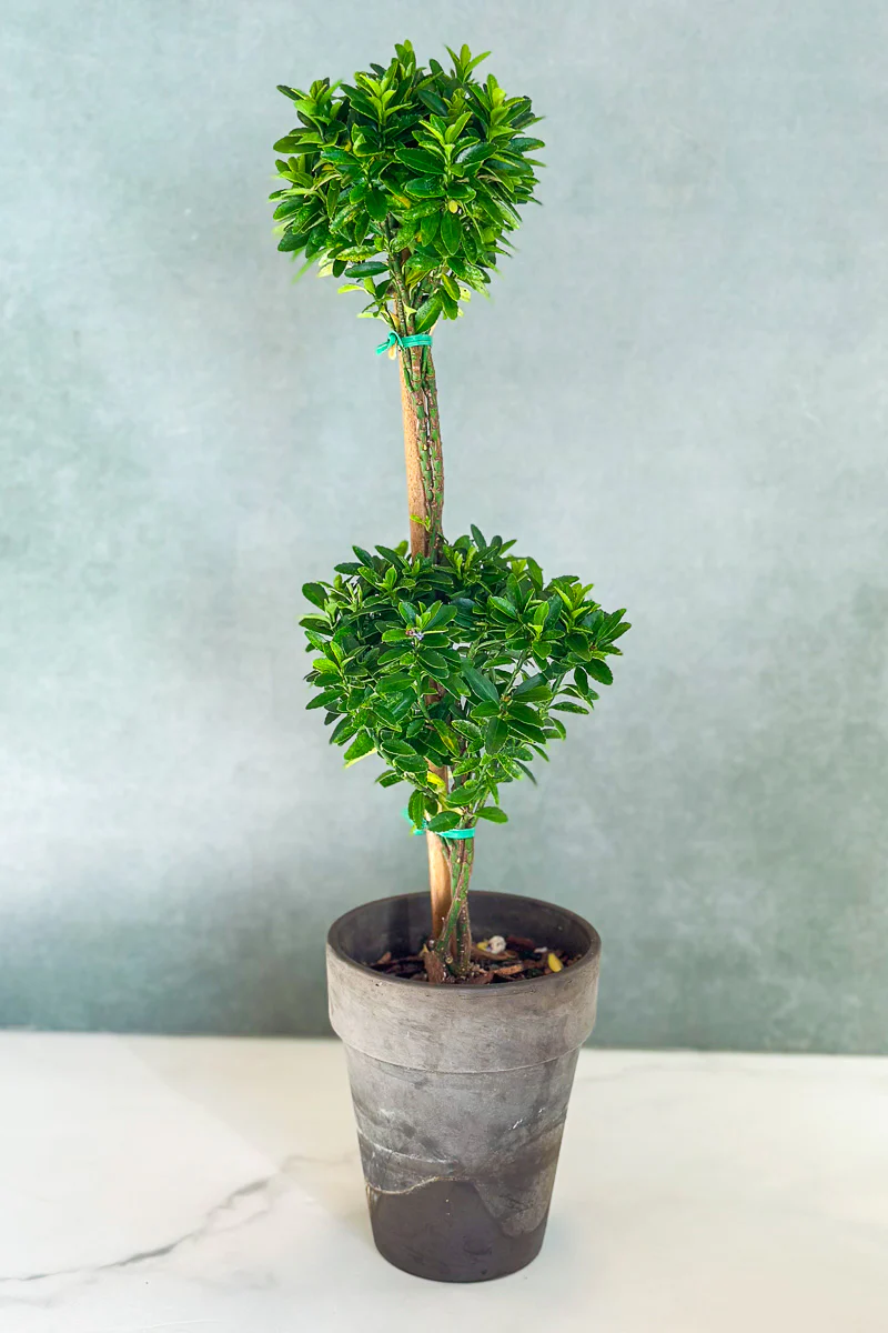 Euonymus, Topiary Double Ball 5" Grey Clay Pot - Image 2