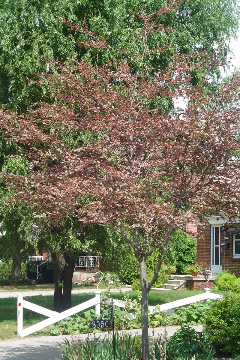 Beech, European Tricolor 5' Screen