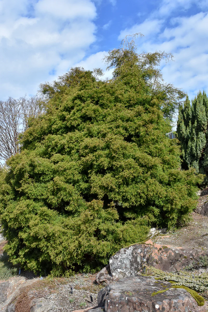 False Cypress, Coral Branched - Image 2