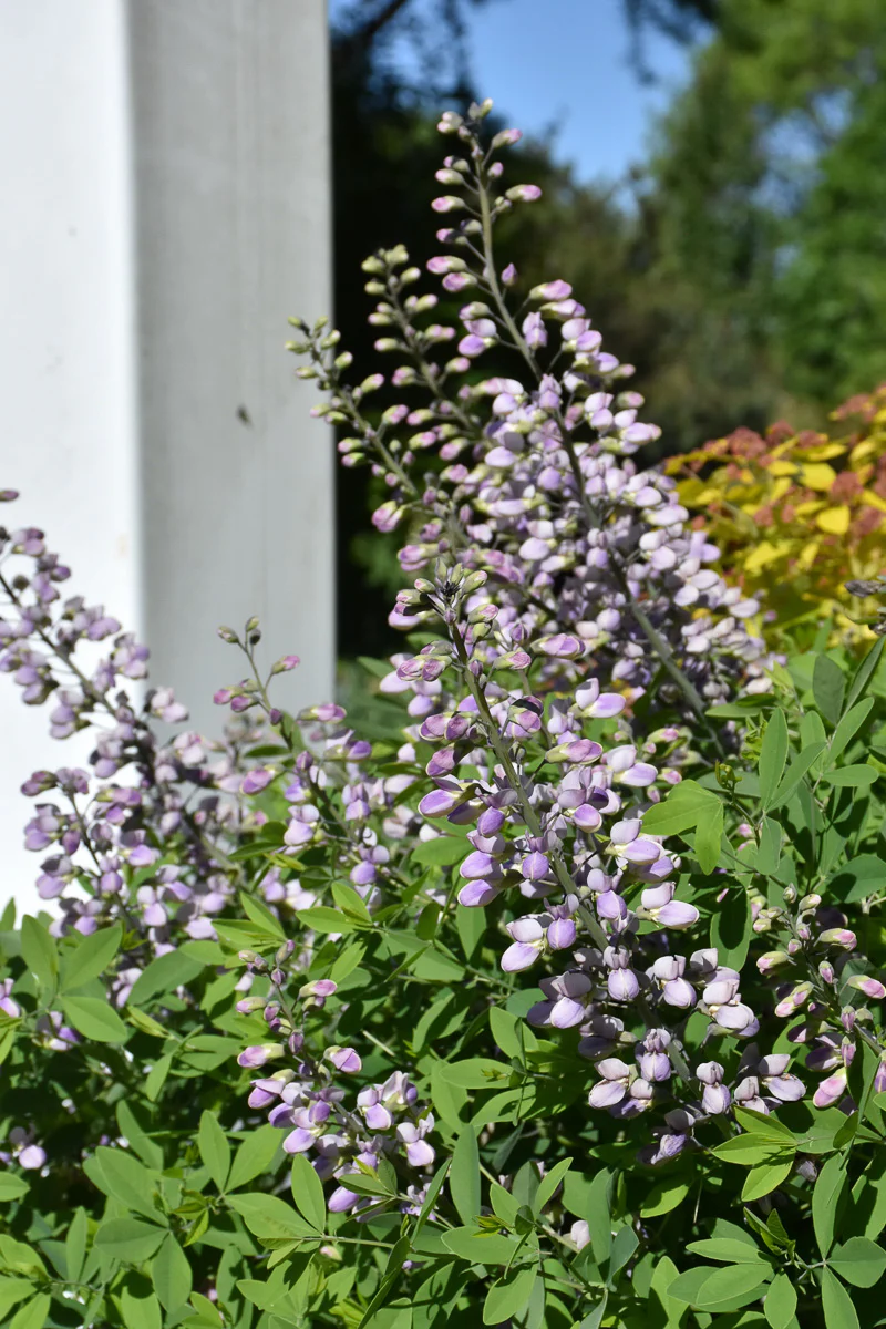 False Indigo, Blue Bubbly
