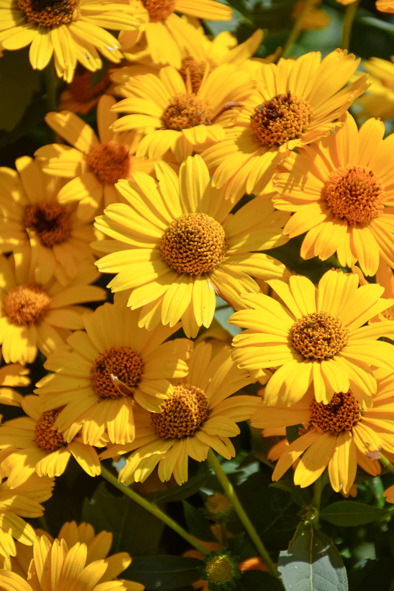 False Sunflower, Tuscan Sun - Image 2