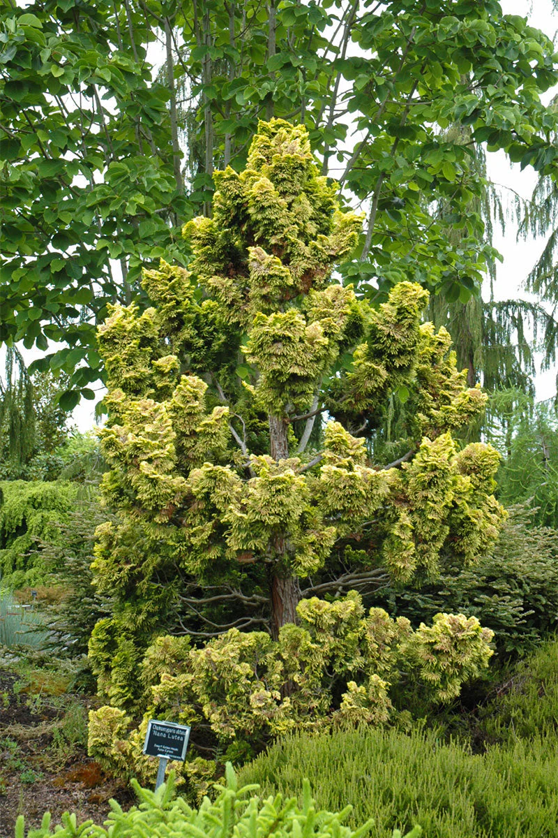Falsecypress, Dwarf Gold - Image 2
