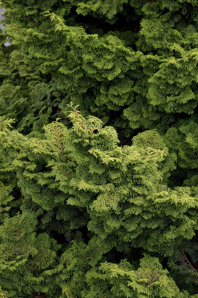 False Cypress, Kosteri Fast Form - Image 2