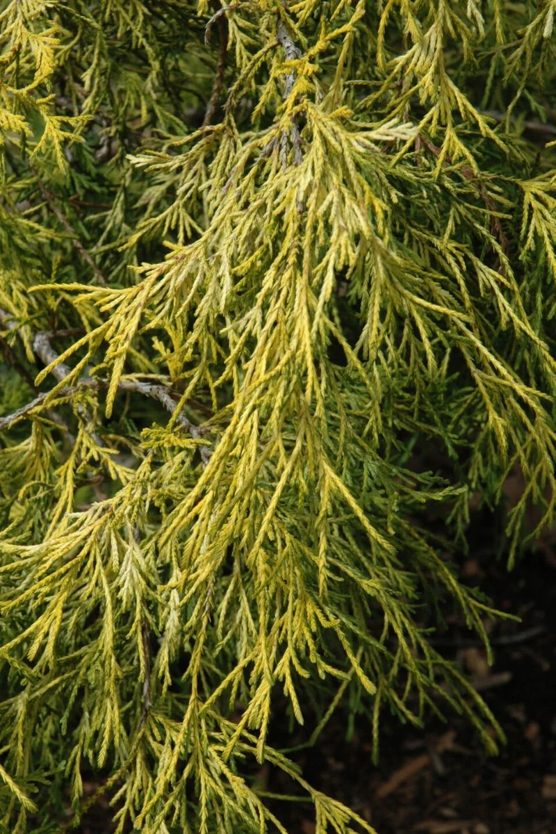 Falsecypress, Lemon Thread