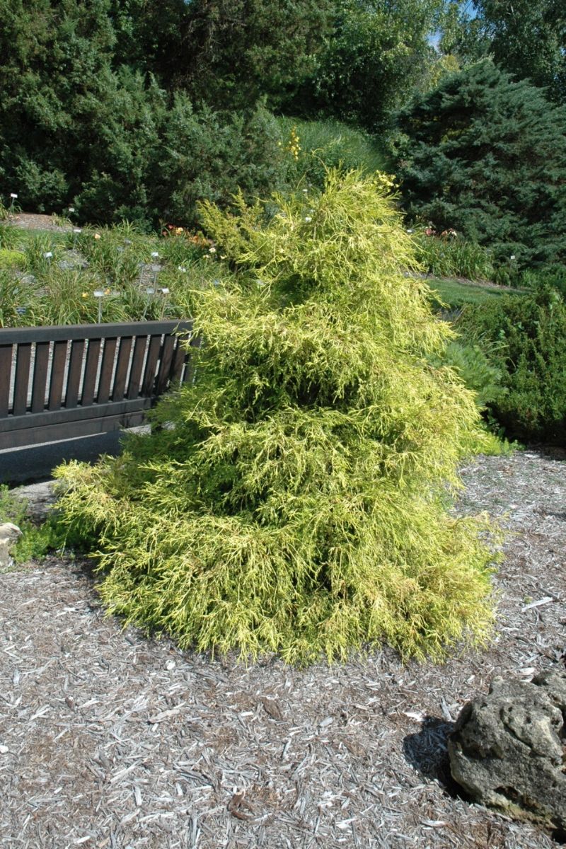 Falsecypress, Lemon Thread - Image 2