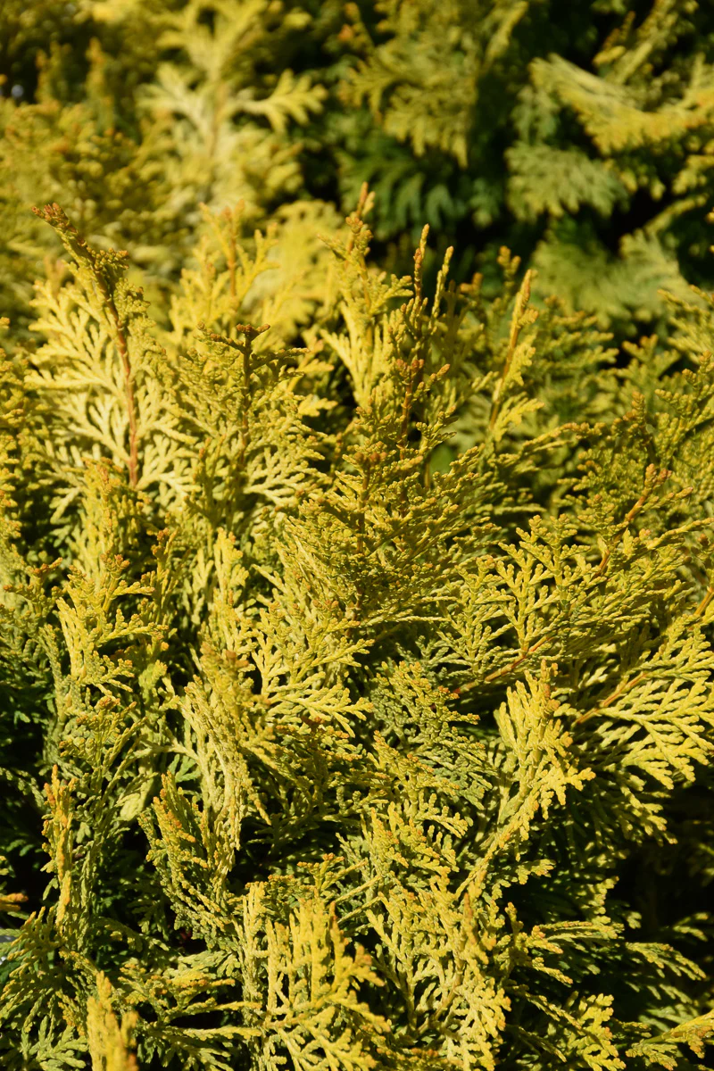 Falsecypress, Night Light - Image 2