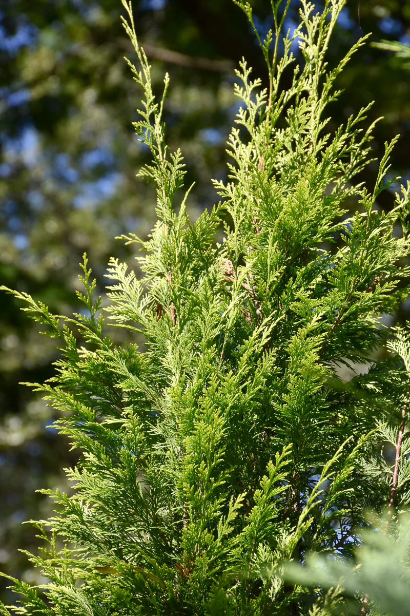 Falsecypress, Pinpoint Gold