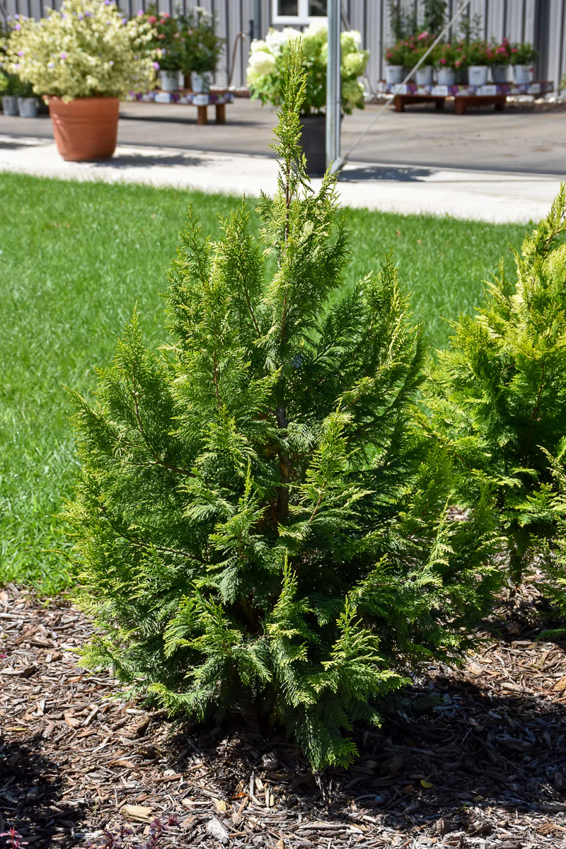 Falsecypress, Pinpoint Gold - Image 2
