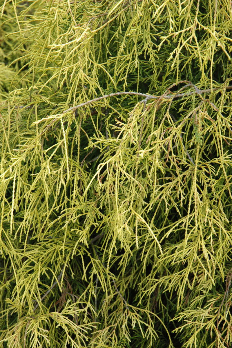 Falsecypress, Sungold