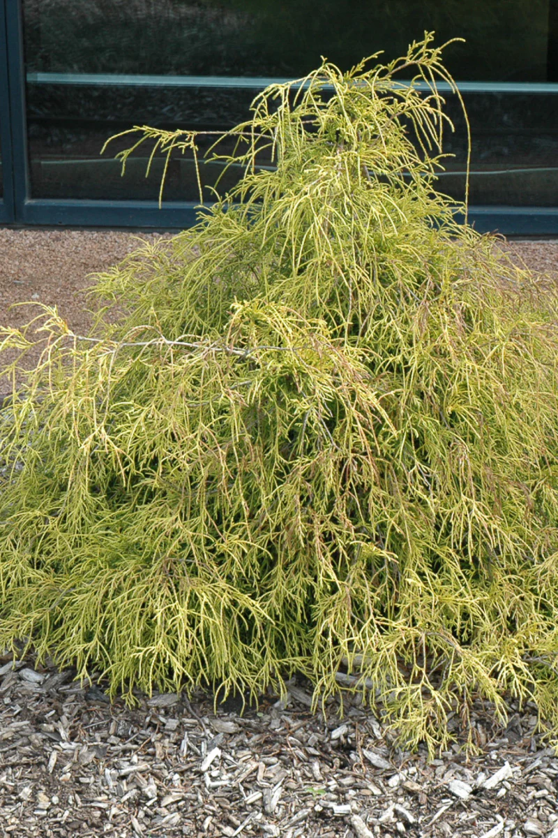 Falsecypress, Sungold - Image 2