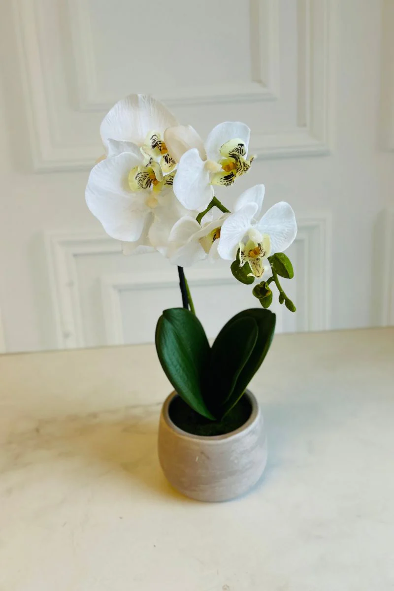 Faux Phalaenopsis in Planter 16" White