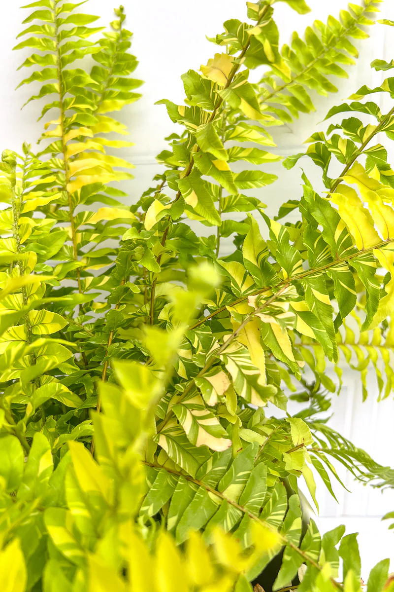 Fern, Boston Tiger Stripe 10" Hanging Basket - Image 2