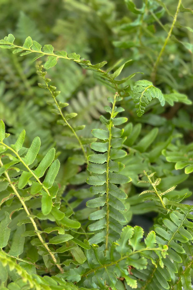 Fern, Christmas
