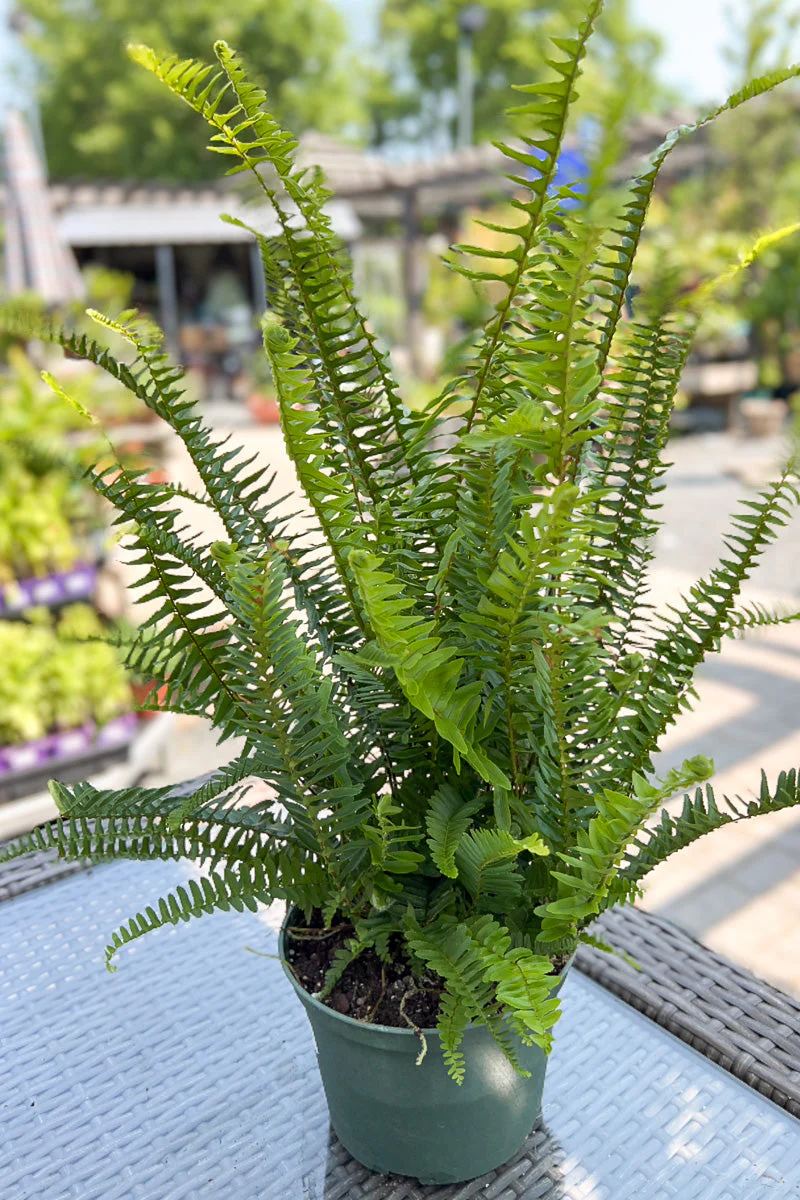 Fern Emerald Queen
