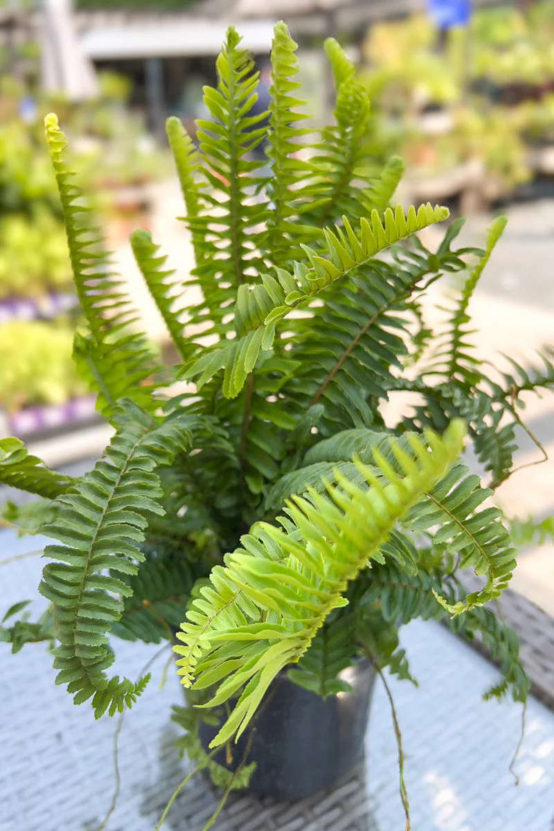 Fern Kimberly Queen