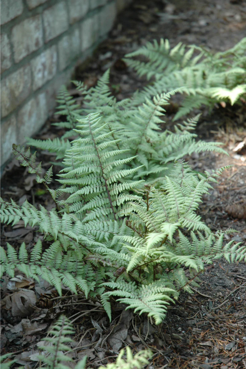 Fern, Lady Ghost