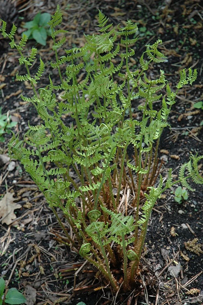 Fern, Leatherwood - Image 2