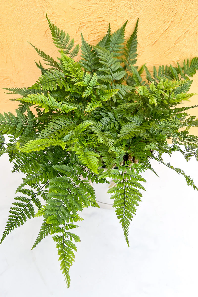 Fern, Rabbit's Foot 6"