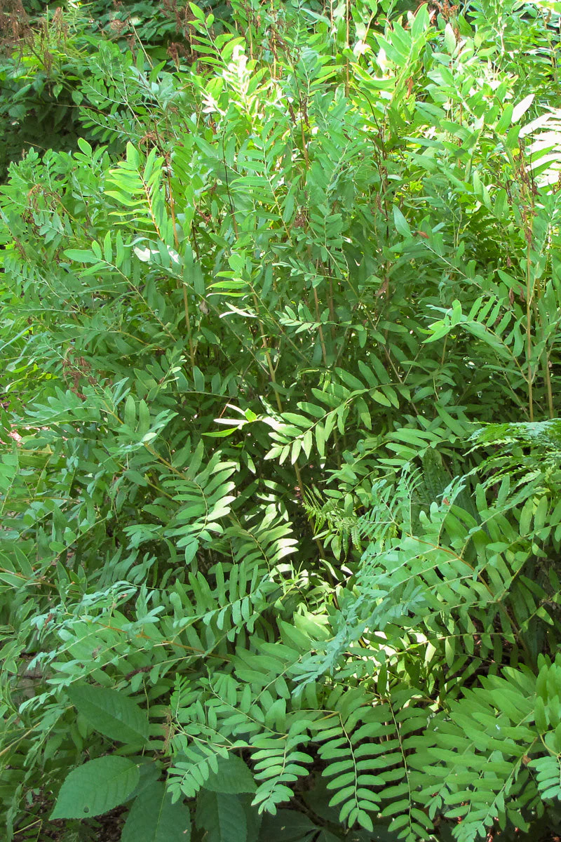 Fern, Royal