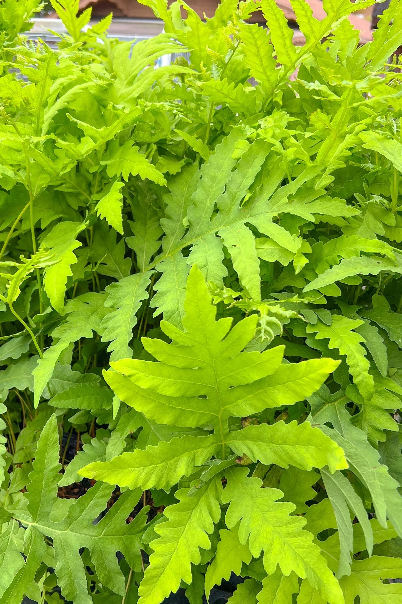 Fern, Sensitive