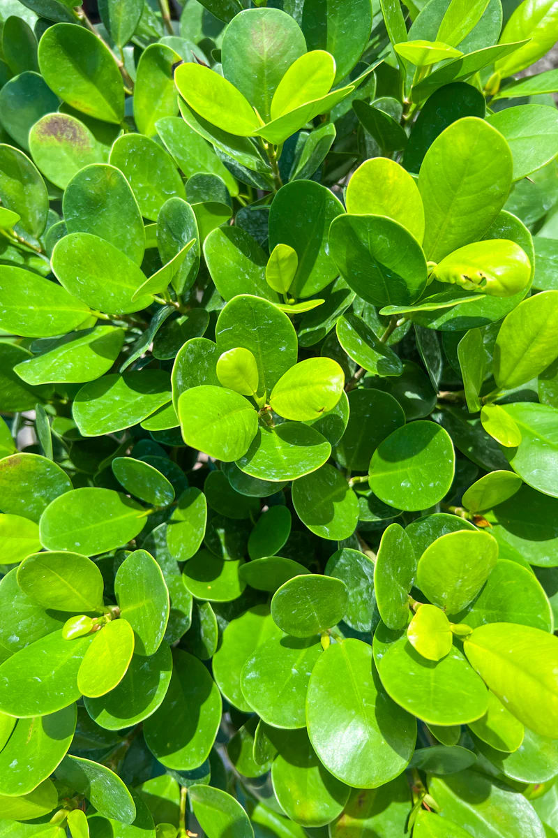 Ficus, Daniella 12" Standard - Image 2