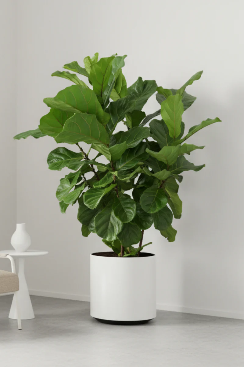 Ficus, (Lyrata) Fiddle Leaf Fig Bush 14" 2 PPP