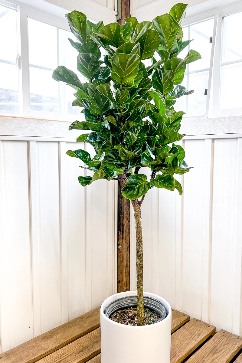 Ficus, (Lyrata) Fiddle Leaf Fig Little Sunshine 12" Standard - Image 2