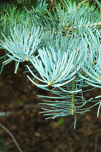 Fir, Concolor - Image 2