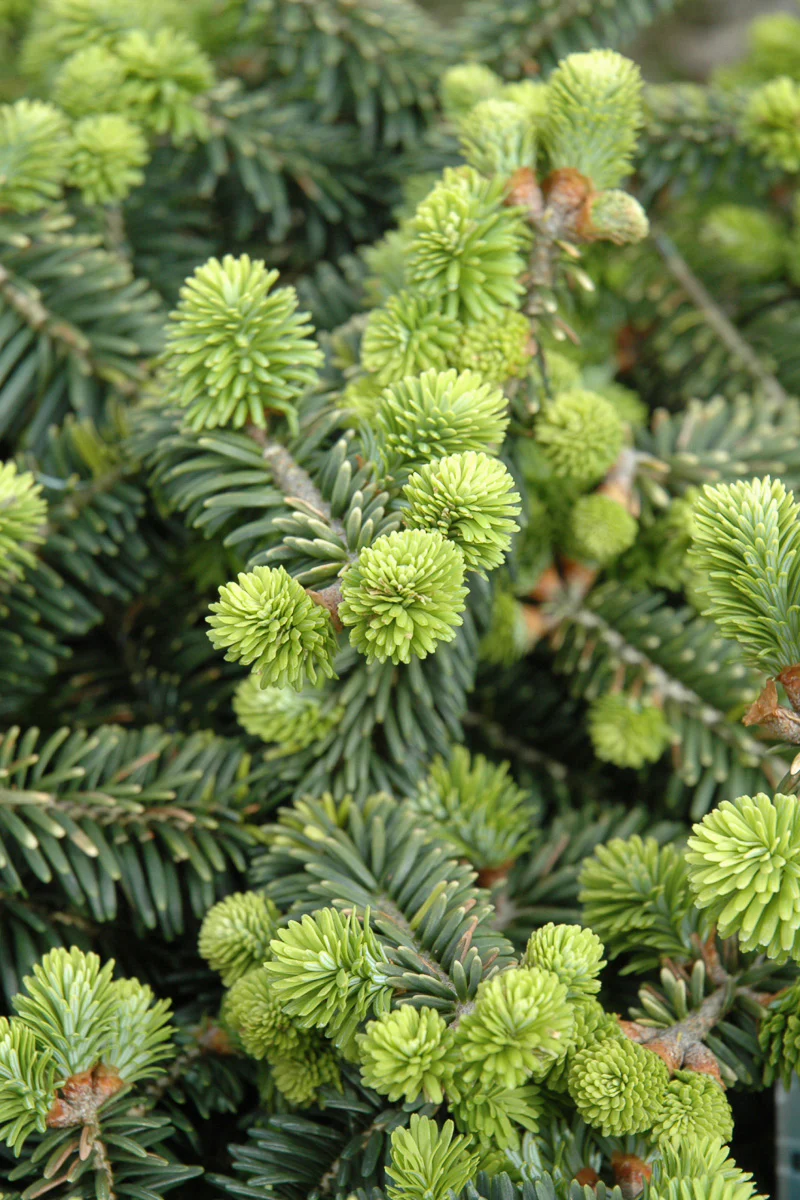 Fir, Dwarf Balsam - Image 2
