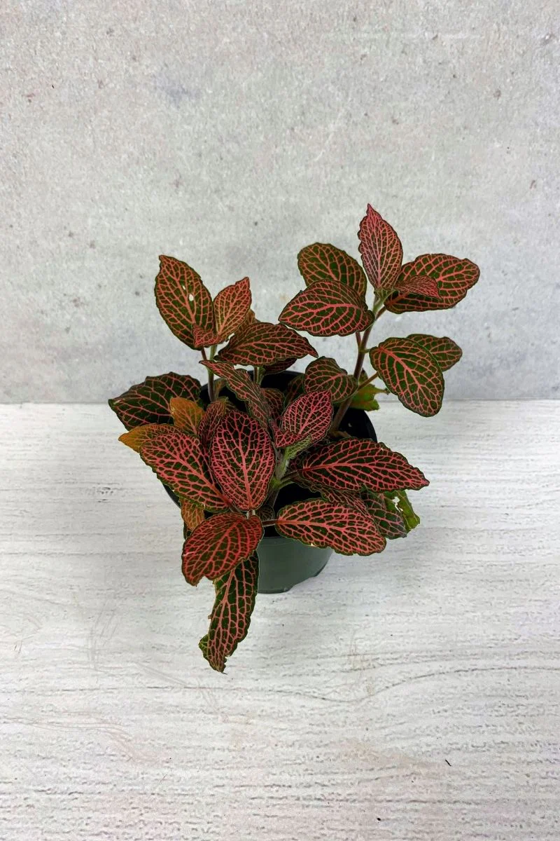Fittonia, Red 3" - Image 2