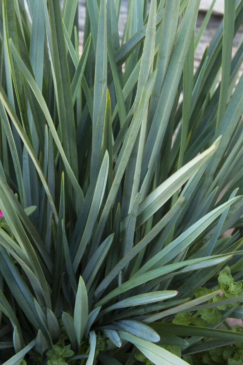 Flaxlily, Cassablue