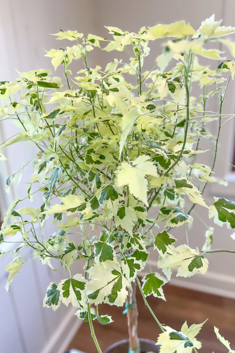 Flowering Maple 8" Topiary - Image 2