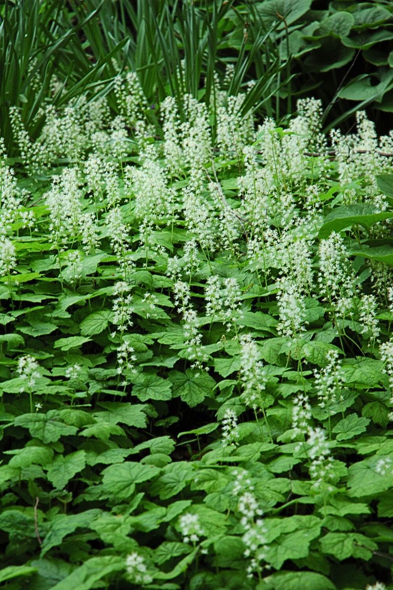 Foamflower, Heartleafed - Image 2