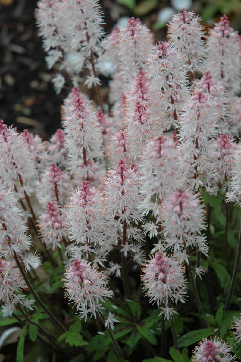 Foamflower, Spring Symphony