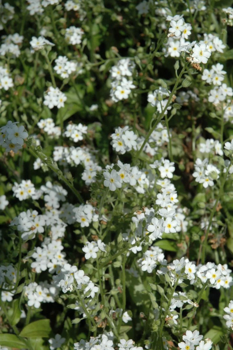 Forget-Me-Not, White