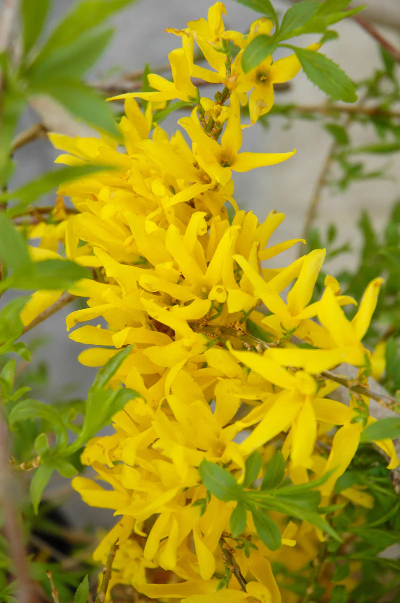 Forsythia, Gold Tide