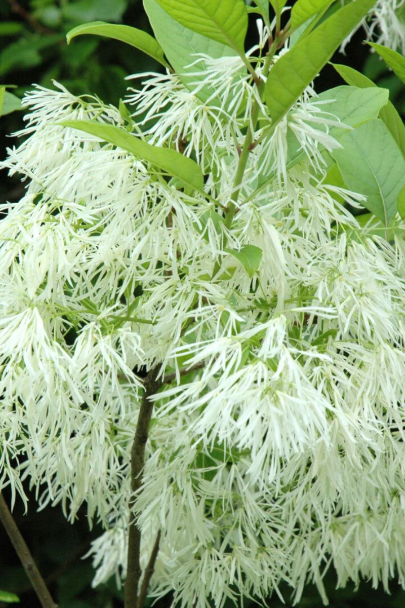 Fringetree, White - Image 2