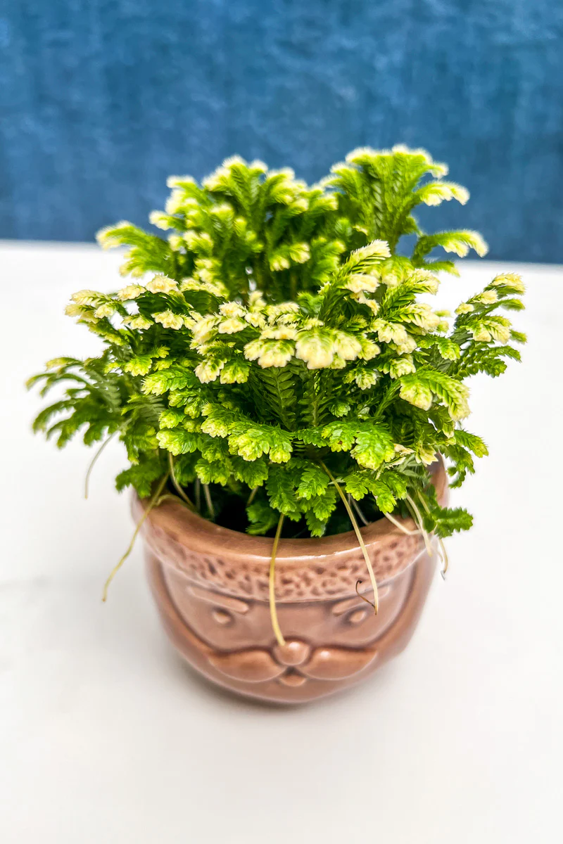 Frosty Fern, 2.5" - Image 2