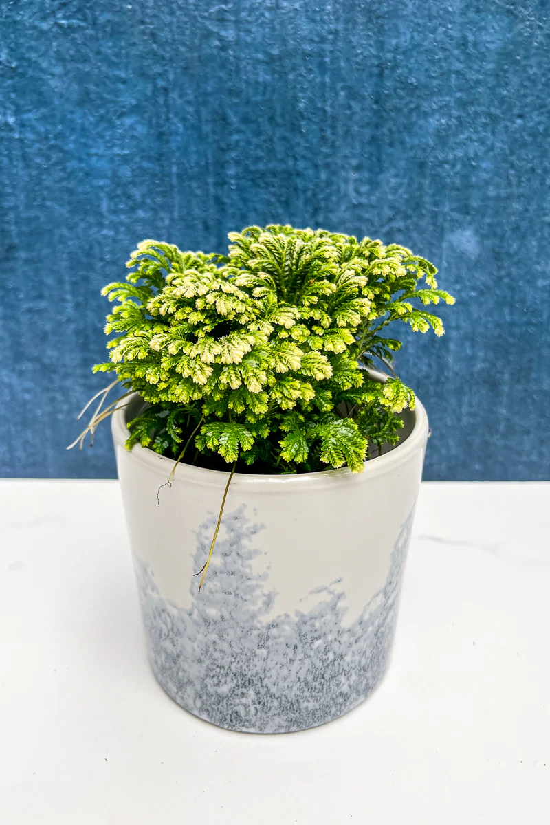 Frosty Fern, 4"
