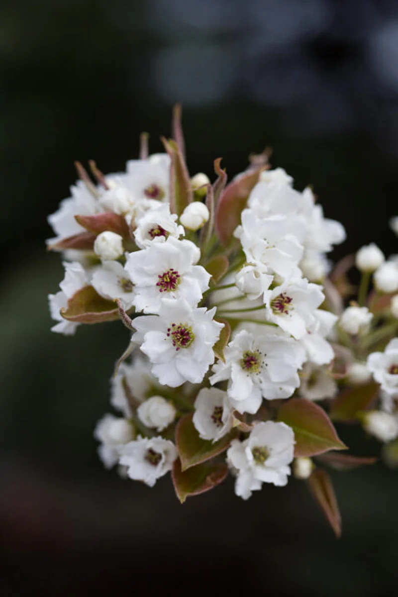 Fruit, Asian Pear Tawara - Image 2