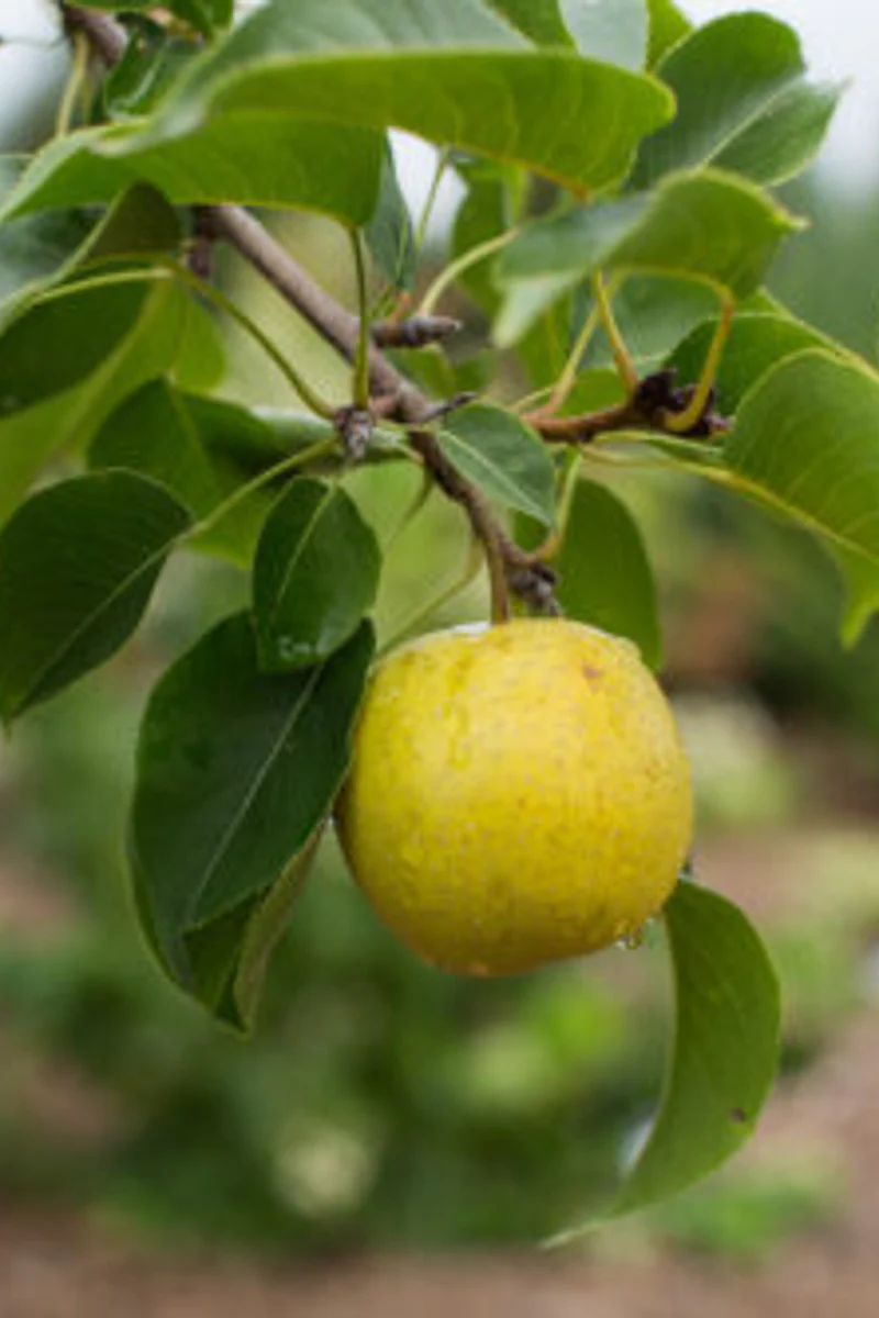 Fruit, Asian Pear Tawara - Image 3