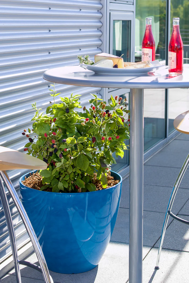Fruit, Blackberry Baby Cakes - Image 3